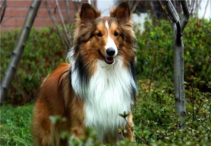 告诉你一个秘密:养狗,最好养喜乐蒂犬