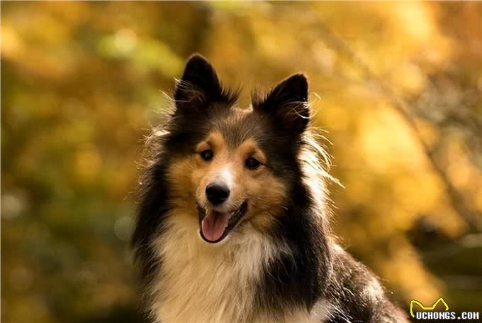 告诉你一个秘密:养狗,最好养喜乐蒂犬