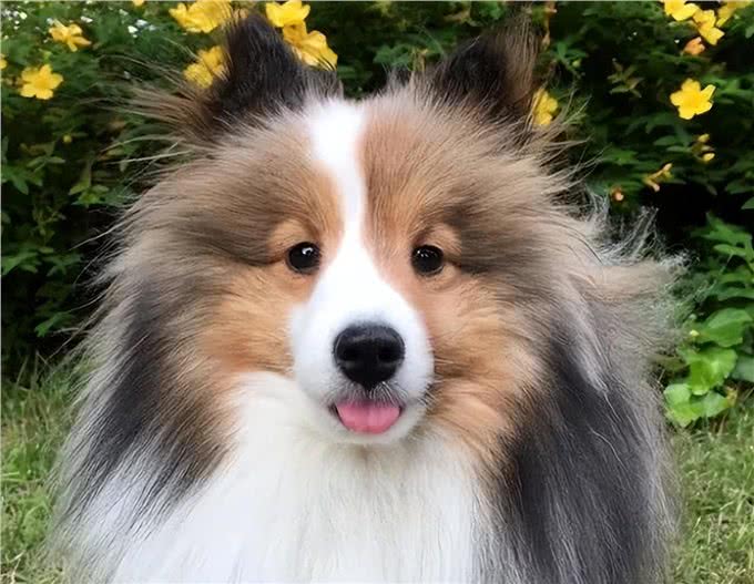 告诉你一个秘密:养狗,最好养喜乐蒂犬