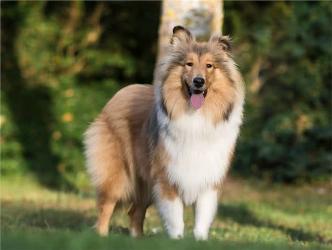 告诉你一个秘密:养狗,最好养喜乐蒂犬