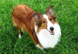 告诉你一个秘密：养狗，最好养喜乐蒂犬