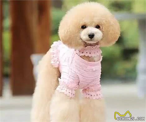 喜欢给狗狗穿衣服的家长们,一定要看!不要为了美观而伤了它们!