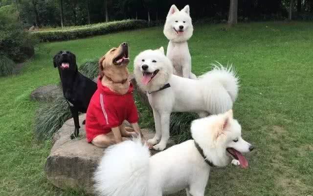 喜欢给狗狗穿衣服的家长们,一定要看!不要为了美观而伤了它们!