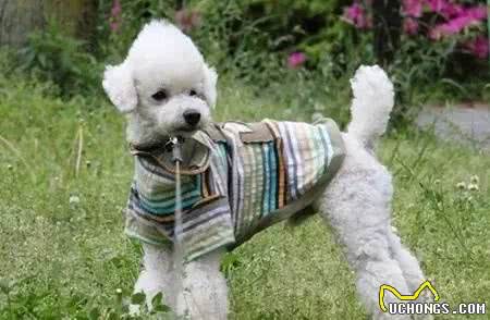 喜欢给狗狗穿衣服的家长们,一定要看!不要为了美观而伤了它们!