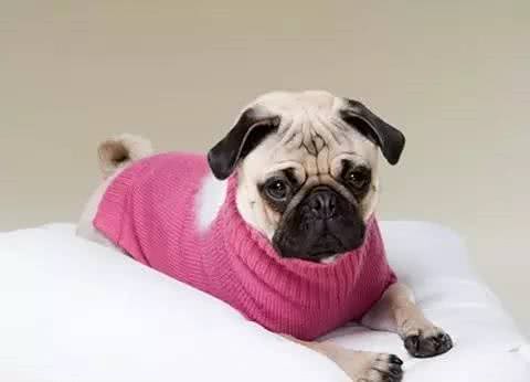 喜欢给狗狗穿衣服的家长们,一定要看!不要为了美观而伤了它们!