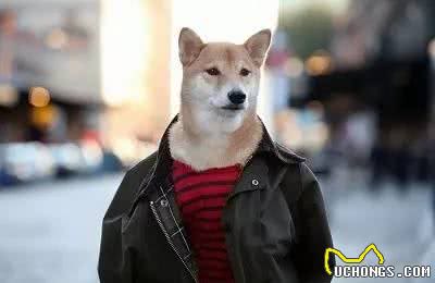 喜欢给狗狗穿衣服的家长们,一定要看!不要为了美观而伤了它们!