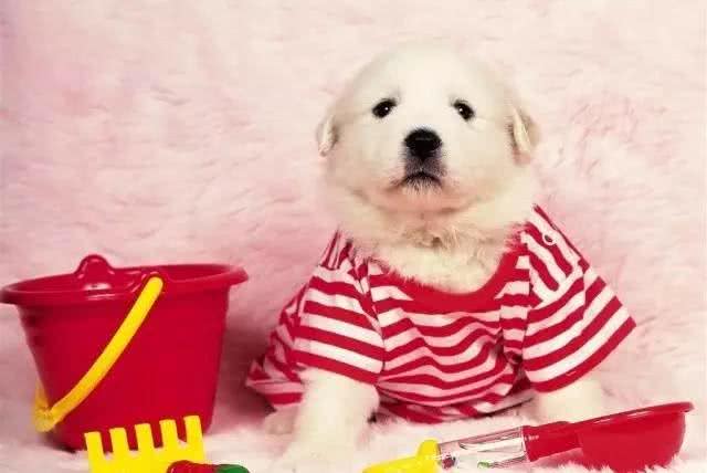 喜欢给狗狗穿衣服的家长们,一定要看!不要为了美观而伤了它们!