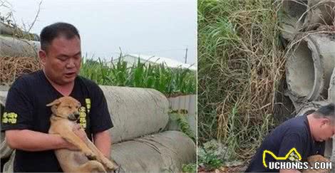 狗狗不幸后腿瘫痪,见人靠近仍努力示好,获救后首次安心睡觉!