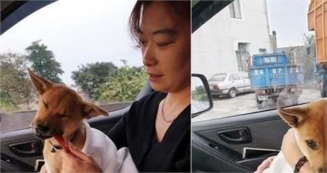 狗狗不幸后腿瘫痪,见人靠近仍努力示好,获救后首次安心睡觉!