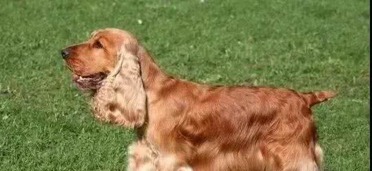 狗为什么要断尾?