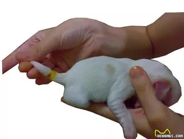 狗为什么要断尾?