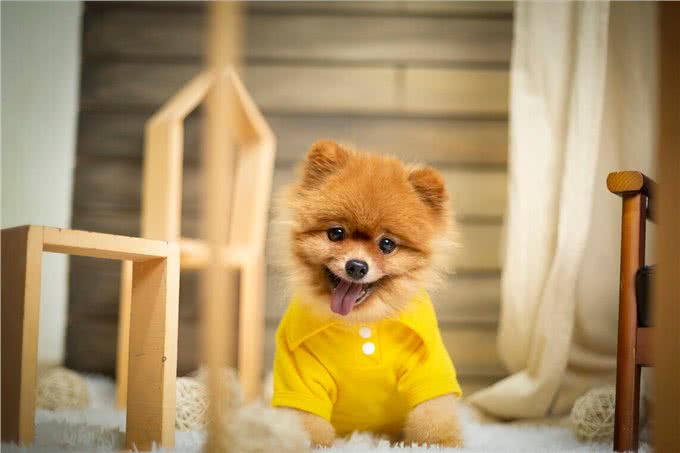 掌握这些小技巧,训犬变得更容易