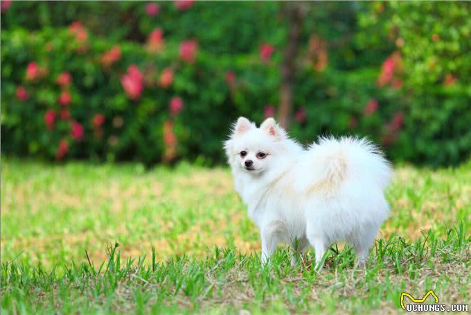 掌握这些小技巧,训犬变得更容易