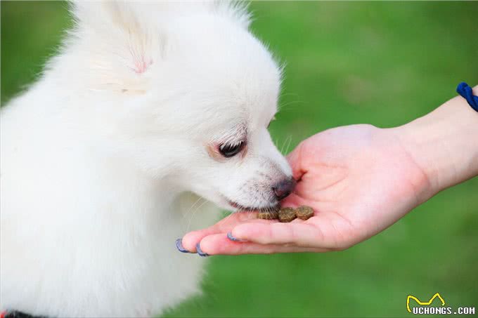 掌握这些小技巧,训犬变得更容易