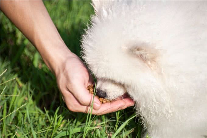 掌握这些小技巧,训犬变得更容易