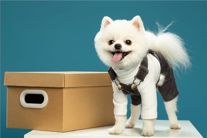 掌握这些小技巧,训犬变得更容易