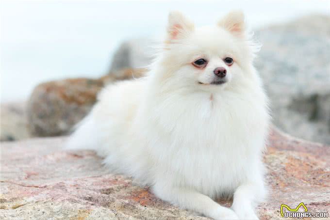 掌握这些小技巧,训犬变得更容易