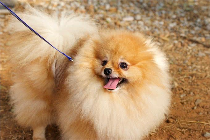 掌握这些小技巧,训犬变得更容易