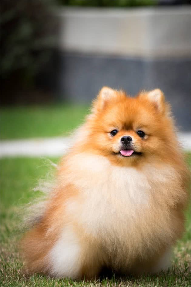 掌握这些小技巧,训犬变得更容易
