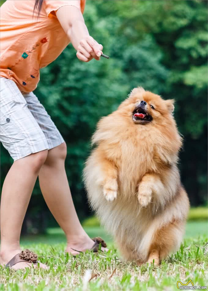 掌握这些小技巧,训犬变得更容易