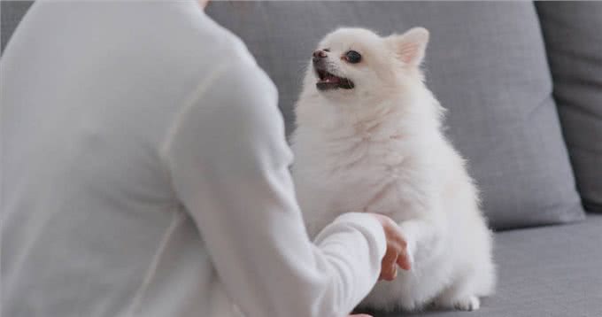 掌握这些小技巧,训犬变得更容易