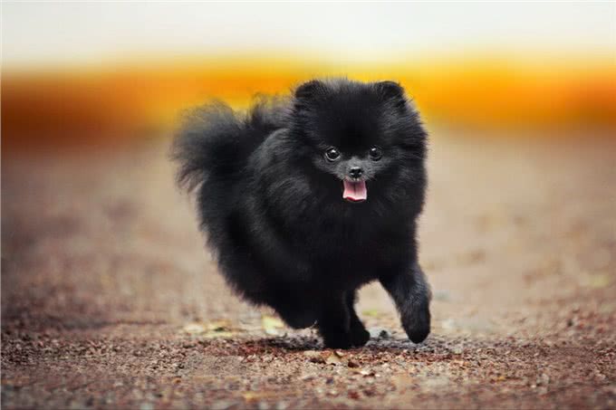 掌握这些小技巧,训犬变得更容易