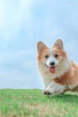 狗在不同季节的喂养建议
