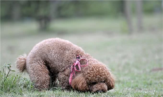 关于贵宾犬你了解多少?