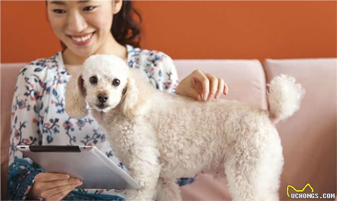 关于贵宾犬你了解多少?