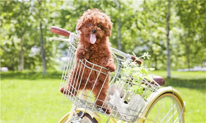 关于贵宾犬你了解多少?