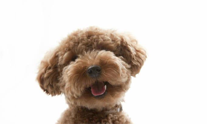 关于贵宾犬你了解多少?