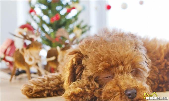关于贵宾犬你了解多少?