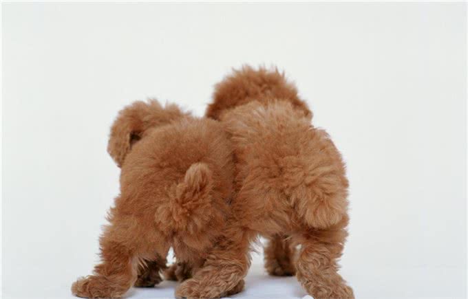 关于贵宾犬你了解多少?