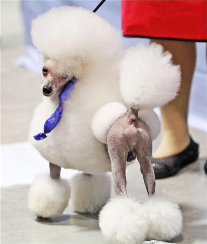 关于贵宾犬你了解多少?