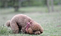 关于贵宾犬你了解多少?