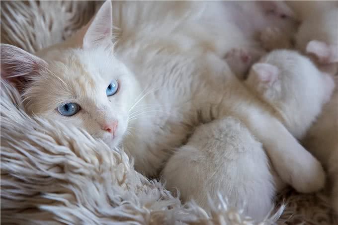 猫遗传疾病多发性囊肾症状和治疗方法揭秘!