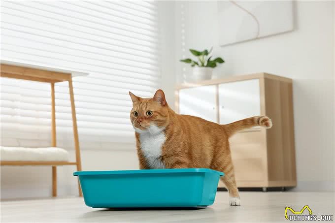 猫遗传疾病多发性囊肾症状和治疗方法揭秘!