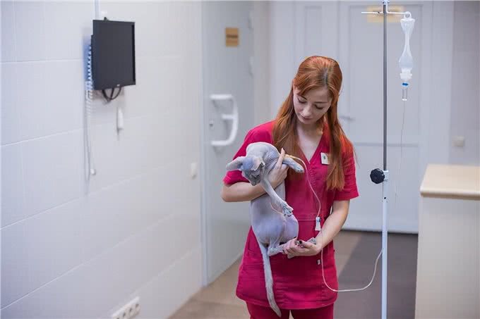猫遗传疾病多发性囊肾症状和治疗方法揭秘!
