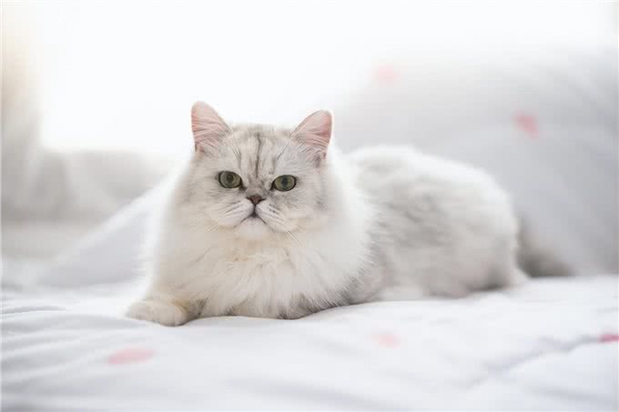猫遗传疾病多发性囊肾症状和治疗方法揭秘!