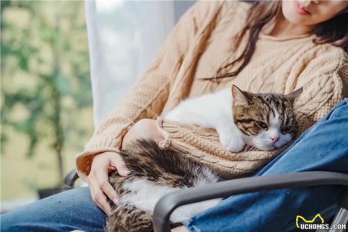 猫遗传疾病多发性囊肾症状和治疗方法揭秘!