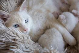 猫遗传疾病多发性囊肾症状和治疗方法揭秘!