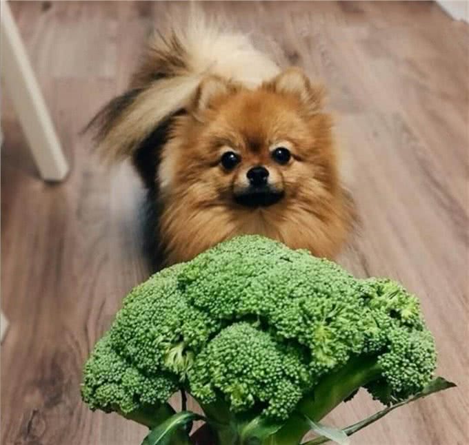 不怕告诉你，这9种食物对狗狗来说，堪称人间美味