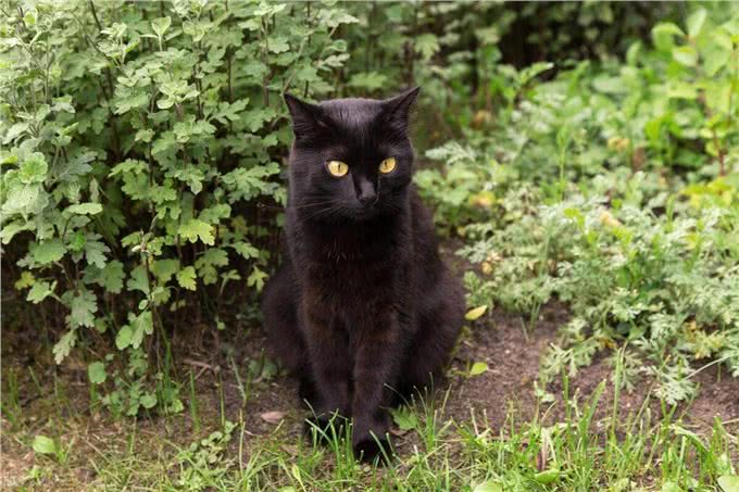 宠物猫系列之孟买猫