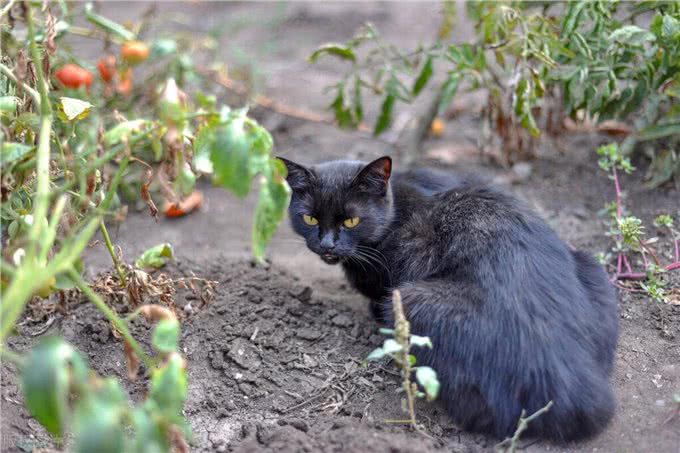 宠物猫系列之孟买猫