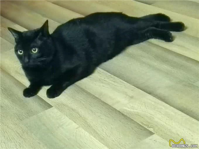 宠物猫系列之孟买猫