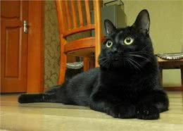 宠物猫系列之孟买猫