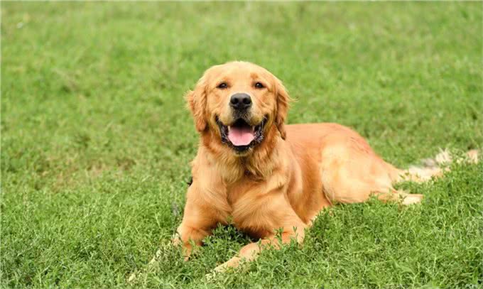 教你训练一只有教养的金毛犬