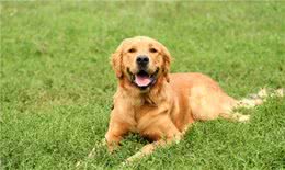 教你训练一只有教养的金毛犬