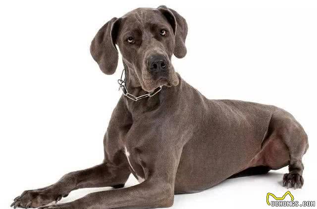 十大巨型犬种介绍,你了解哪几种