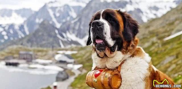 十大巨型犬种介绍,你了解哪几种